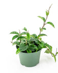 Hoya Carnosa - Green Fresh Florals + Plants