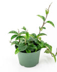 Hoya Carnosa - Green Fresh Florals + Plants
