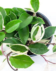 Hoya Carnosa Tricolor - Green Fresh Florals + Plants