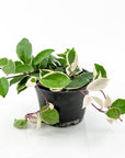 Hoya Carnosa Tricolor - Green Fresh Florals + Plants