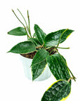 Hoya Macrophylla - Green Fresh Florals + Plants