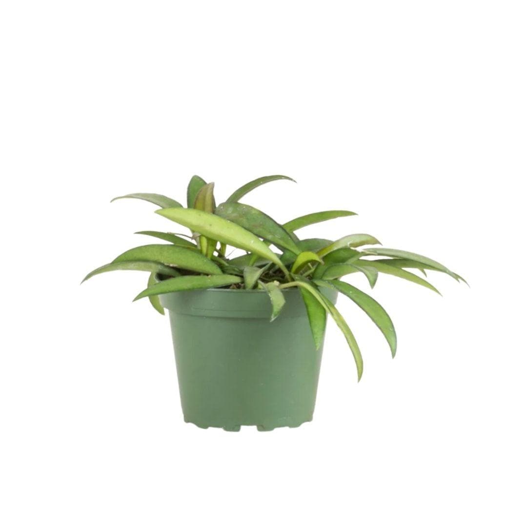 Hoya Wayetii - Green Fresh Florals + Plants