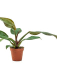 Imperial Red Philodendron - Green Fresh Florals + Plants