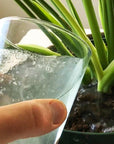 Instant Plant Food - Green Fresh Florals + Plants