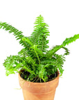 Jester's Crown Fern - Green Fresh Florals + Plants