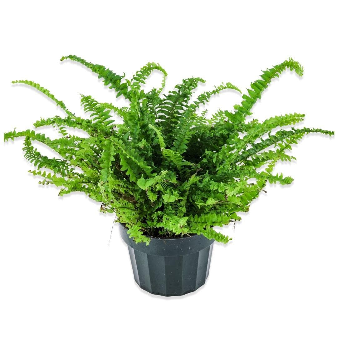 Jester&#39;s Crown Fern - Green Fresh Florals + Plants