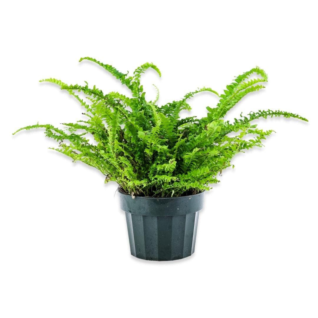 Jester&#39;s Crown Fern - Green Fresh Florals + Plants