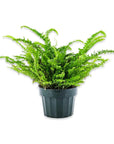 Jester's Crown Fern - Green Fresh Florals + Plants