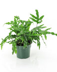 Kangaroo Paw Fern - Green Fresh Florals + Plants