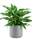 Kendall Ceramic Pot Collection - Green Fresh Florals + Plants