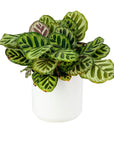 Kendall Ceramic Pot Collection - Green Fresh Florals + Plants