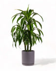 Large Gemstone Potted Dracaena - Green Fresh Florals + Plants