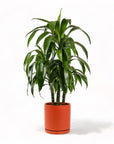 Large Gemstone Potted Dracaena - Green Fresh Florals + Plants