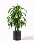 Large Gemstone Potted Dracaena - Green Fresh Florals + Plants