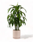 Large Gemstone Potted Dracaena - Green Fresh Florals + Plants