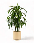 Large Gemstone Potted Dracaena - Green Fresh Florals + Plants