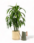 Large Gemstone Potted Dracaena - Green Fresh Florals + Plants