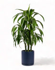 Large Gemstone Potted Dracaena - Green Fresh Florals + Plants