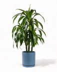 Large Gemstone Potted Dracaena - Green Fresh Florals + Plants