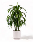 Large Gemstone Potted Dracaena - Green Fresh Florals + Plants