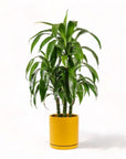 Large Gemstone Potted Dracaena - Green Fresh Florals + Plants