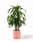 Large Gemstone Potted Dracaena - Green Fresh Florals + Plants