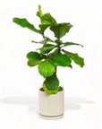 Large Gemstone Potted Fiddle Leaf Fig - Green Fresh Florals + Plants
