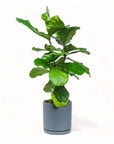 Large Gemstone Potted Fiddle Leaf Fig - Green Fresh Florals + Plants