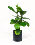 Large Gemstone Potted Fiddle Leaf Fig - Green Fresh Florals + Plants
