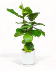 Large Gemstone Potted Fiddle Leaf Fig - Green Fresh Florals + Plants