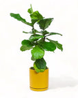 Large Gemstone Potted Fiddle Leaf Fig - Green Fresh Florals + Plants