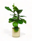 Large Gemstone Potted Fiddle Leaf Fig - Green Fresh Florals + Plants