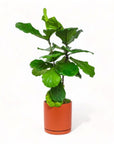 Large Gemstone Potted Fiddle Leaf Fig - Green Fresh Florals + Plants