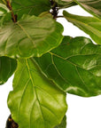 Large Gemstone Potted Fiddle Leaf Fig - Green Fresh Florals + Plants