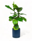 Large Gemstone Potted Fiddle Leaf Fig - Green Fresh Florals + Plants