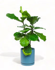 Large Gemstone Potted Fiddle Leaf Fig - Green Fresh Florals + Plants