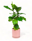 Large Gemstone Potted Fiddle Leaf Fig - Green Fresh Florals + Plants