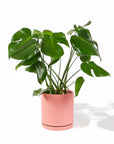 Large Gemstone Potted Monstera Deliciosa - Green Fresh Florals + Plants