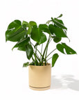 Large Gemstone Potted Monstera Deliciosa - Green Fresh Florals + Plants