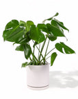 Large Gemstone Potted Monstera Deliciosa - Green Fresh Florals + Plants