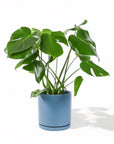 Large Gemstone Potted Monstera Deliciosa - Green Fresh Florals + Plants