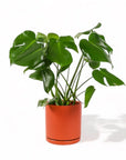 Large Gemstone Potted Monstera Deliciosa - Green Fresh Florals + Plants