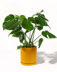 Large Gemstone Potted Monstera Deliciosa - Green Fresh Florals + Plants