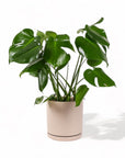 Large Gemstone Potted Monstera Deliciosa - Green Fresh Florals + Plants