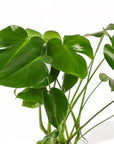 Large Gemstone Potted Monstera Deliciosa - Green Fresh Florals + Plants