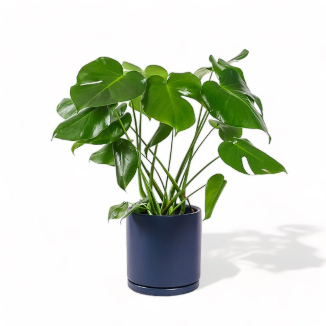 Large Gemstone Potted Monstera Deliciosa - Green Fresh Florals + Plants