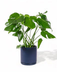 Large Gemstone Potted Monstera Deliciosa - Green Fresh Florals + Plants