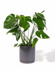 Large Gemstone Potted Monstera Deliciosa - Green Fresh Florals + Plants