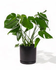 Large Gemstone Potted Monstera Deliciosa - Green Fresh Florals + Plants