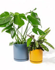 Large Gemstone Potted Monstera Deliciosa - Green Fresh Florals + Plants